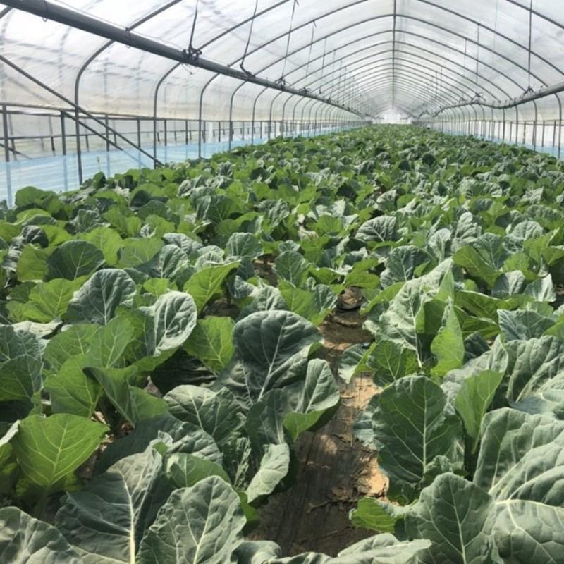 Органическая капуста, свежая зелень, сельдерей, свекла, ростки пшеницы, ростки ячменя, морковь, одуванчик, ингредиенты зеленого сока, органическая капуста 500 г, 1 шт.