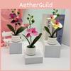 Flower Phalaenopsis Potted For Event Decor And Indoor Embellishment Home