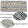 28 1:1 full permanent teeth dental model set