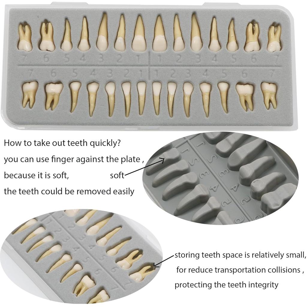 28 1:1 full permanent teeth dental model set