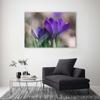 Canvas print, Spring crocuses