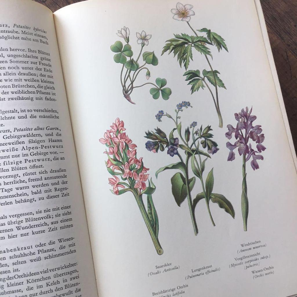 [Б/У] Иностранные книги Немецкие энциклопедии растений Винтажные книги Ботанические