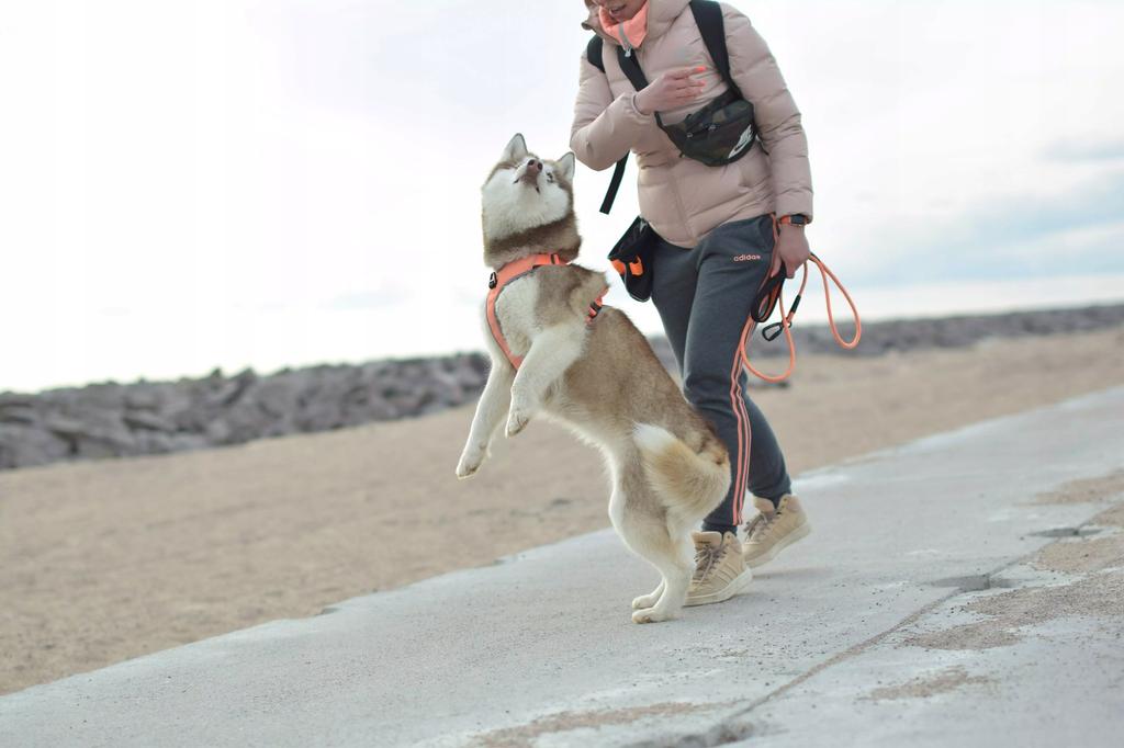 Czarne szelki guard dla psa easy walk truelove m
