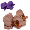 Flower Pattern Orchid Flower Hair Clip Large Size Headdress New Barrettes Ornament