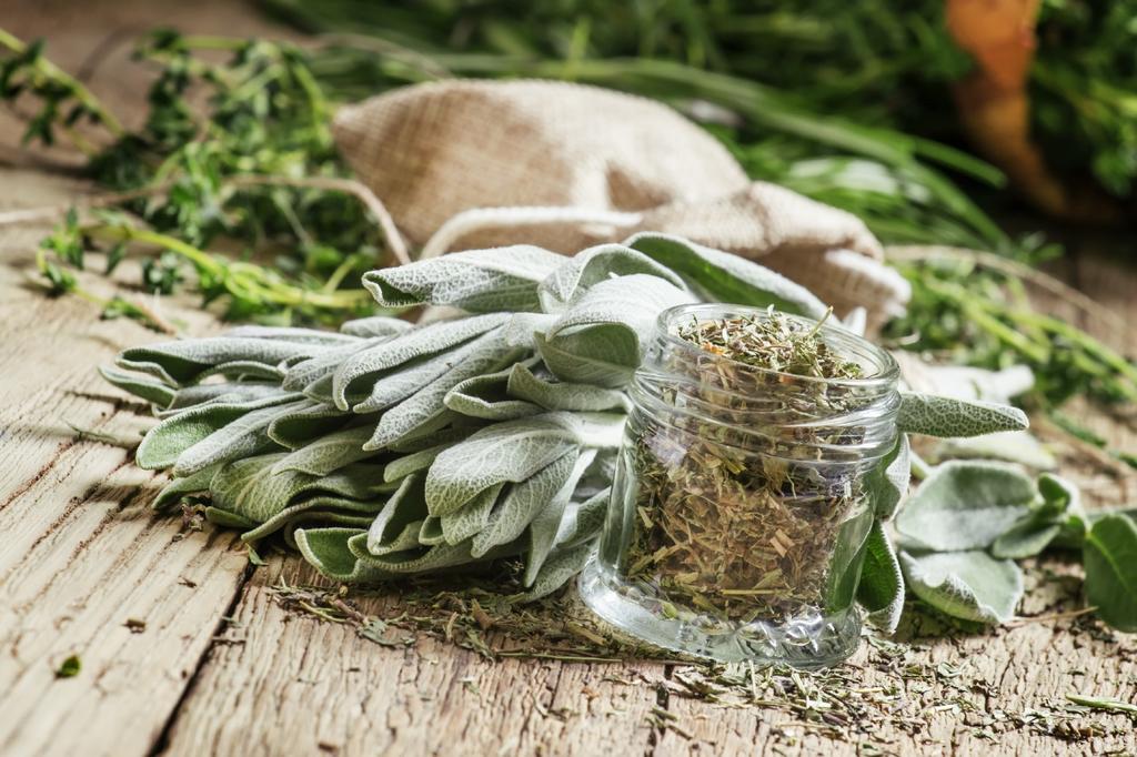 SAFLAX Garden in the Bag - Органический - Шалфей - 60 семян - С субстратом в подходящем стоячем пакете - Salvia officinalis