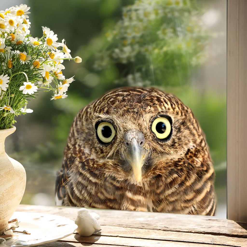 Мультяшные Милые Забавные Наклейки на Стену с Совами Гостиная Стекло Окна Украшение Дома Фреска Декор Спальни Самоклеящиеся Наклейки с Животными