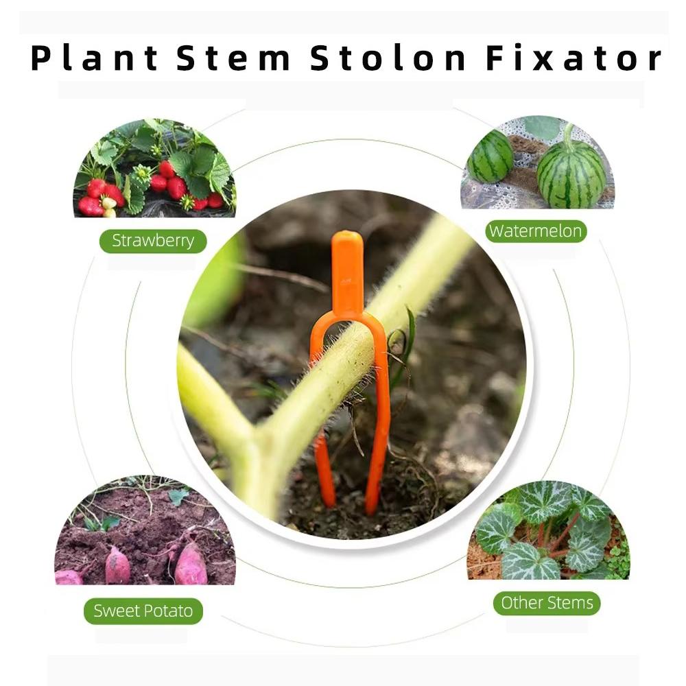 100 шт. вилки для посадки садовой клубники 50/65 см, фиксатор лозы, многоразовый фиксатор стебля растения