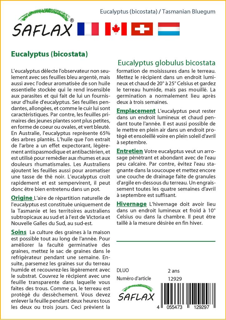 SAFLAX Тасманская голубая резинка - 100 семян - Eucalyptus globulus