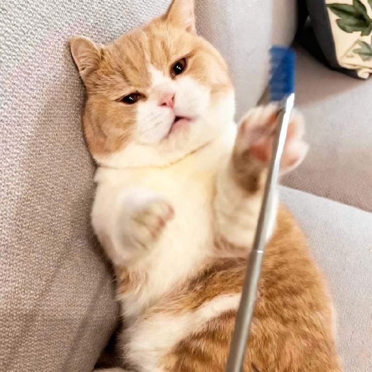 Interaction Cats Teaser Stick Teasing Toy With Retractable Length Grooming Tool For Outdoor Indoor Itching Scratching