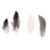 Feather Mix, Pepita, 7 - 9 Cm, 10 G