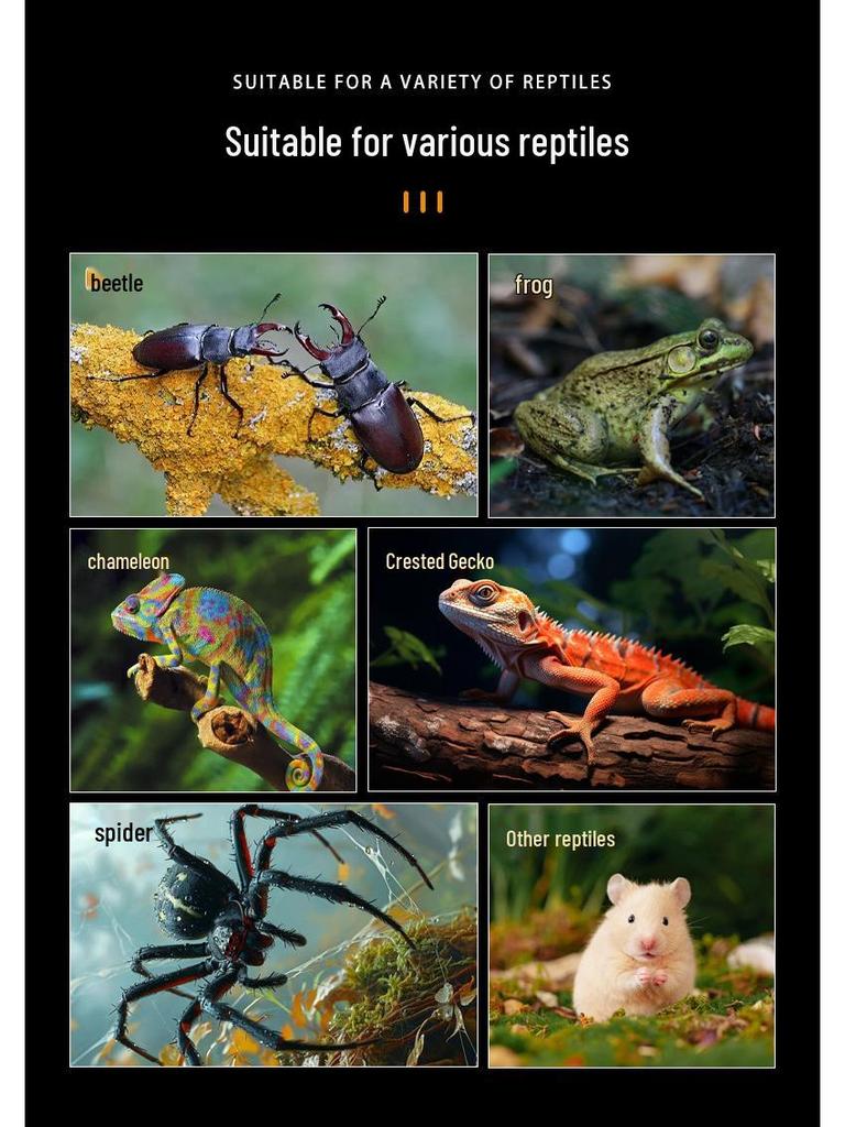 Small Acrylic Reptile Habitat: Transparent Observation Box for Spider, Lizard, Mantis, and Rainforest Landscape