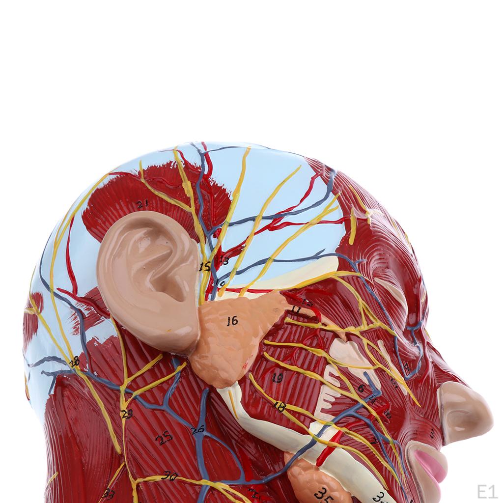 Модель поверхностной срединной сагиттальной плоскости головы для обучения и презентации