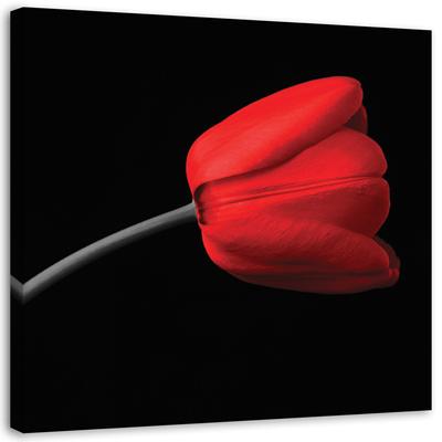 Canvas Print, Red Tulip Flower