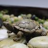 2pcs Resin Simulation Mini Turtle Handmade Crafts Home Sculpture Tortoise Figurine  Indoor&Outdoor
