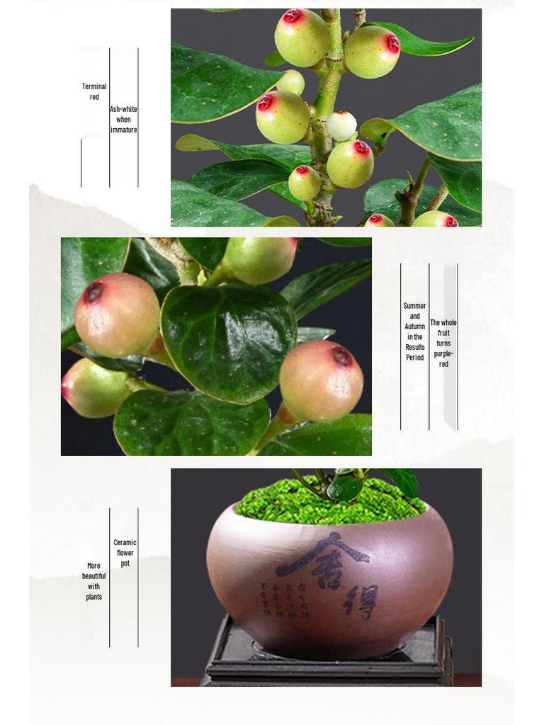 Little Hope Bodhi Tree Bonsai: Evergreen Indoor Potted Plant, Zen Style Ornament for Office or Living Room Decor