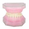 Tooth Model Resin Detachable Standard Study Teaching Implant Dental Mode for Teaching Practice
