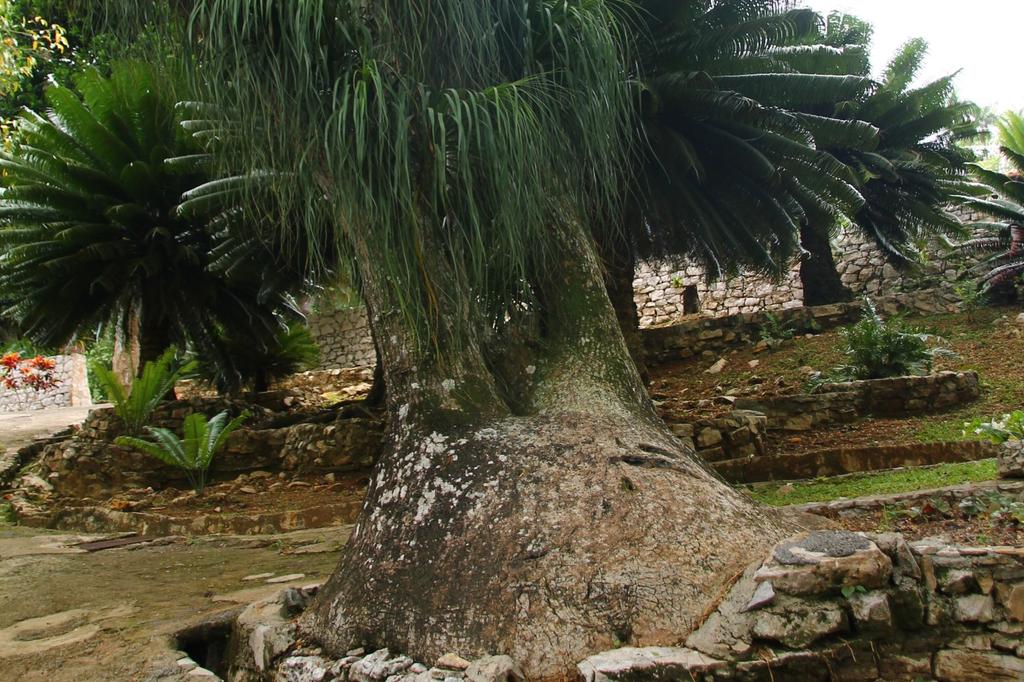 SAFLAX Ponytail Palm - 10 семян - Beaucarnea recurvata.