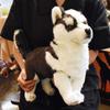 Hansa Siberian Husky Puppy BH7512 43