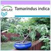 Бонсай - Тамаринд - 4 семени - Tamarindus indica