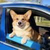 Подставка для подбородка на окно автомобиля для собак Универсальная подушка-подставка для подбородка питомца для защиты челюсти, зубов и шеи щенка во время поездок с опущенными окнами