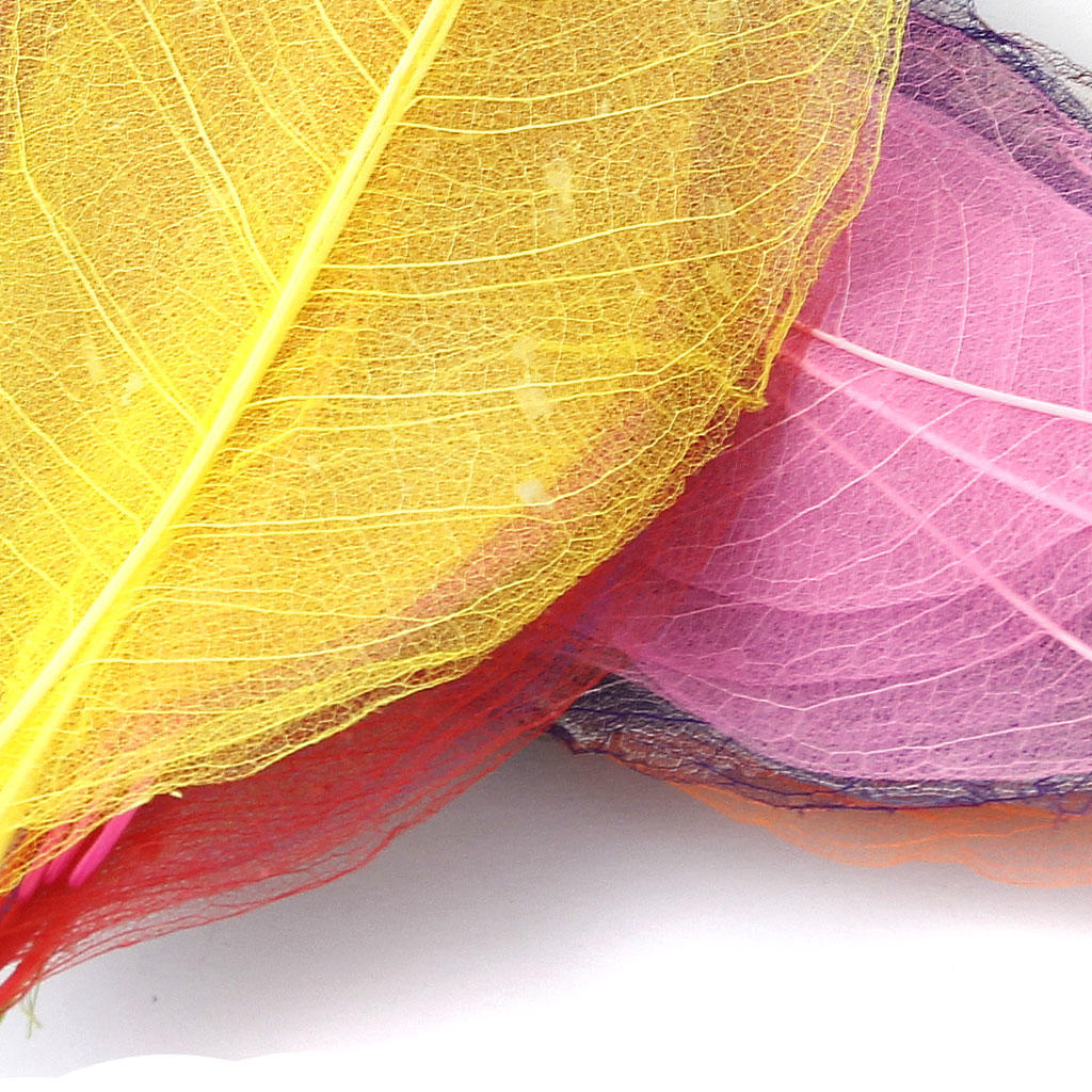 MIT 10 шт. Натуральная магнолия скелетные листья листья карты скрапбукинг смешанные цвета