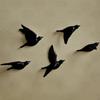 5Pcs Birds Wall Decoration for Office Kitchen Home Study Rooms