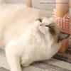 Corner Pet Brush Massage Rubbing Board Multifunctional Silicone Self Grooming Comb Cat Scratcher
