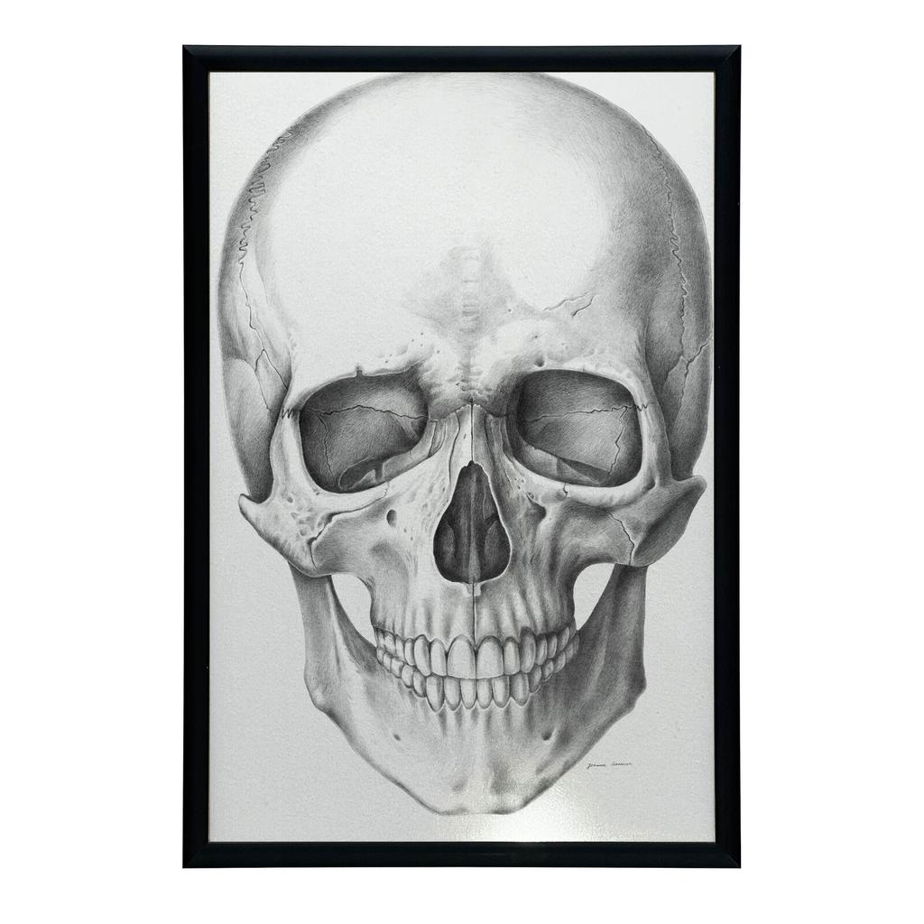 Czaszka (Front) - Plakat Anatomiczny Czaszka (Front) - Plakat Anatomiczny, 50X70 Cm, Bez Ramy, Płótno Premium Na Blejtramie