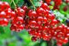 50 Red Currant Seeds - Vegetable Garden Fruit - Reproducible Peasant Seeds - Semiwild