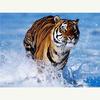 Алмазная вышивка Тигр в воде рукоделие вышивка крестиком Diy 5D алмазная живопись Алмазная мозаика Кристалл домашний декор подарки