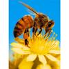 Полный 5D Diy Алмазная картина Мультфильм Пчела Сбор цветов Вышивка Крестом Домашний декор Ручная работа