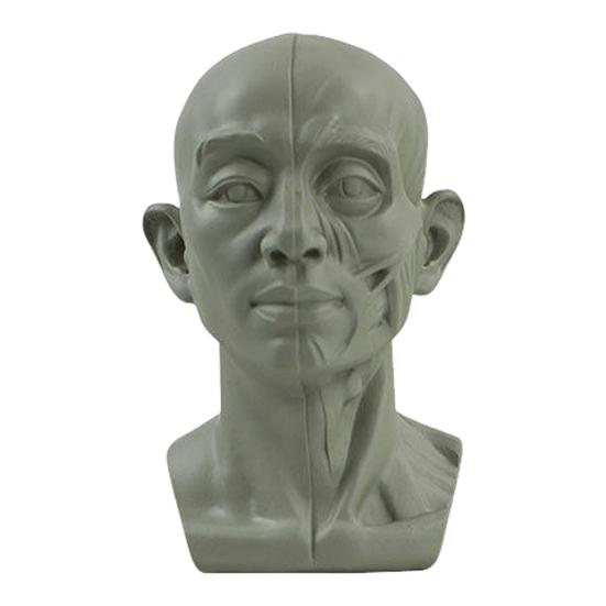 Generic Planar Head Model for Drawing Resin Skull Sculpture with Detailed Muscle Structure Art Study Tool for Sketching Anatomy Learning