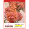 Blooming Tower Kaja Bougainvillea: Potted Indoor Flower Seedlings for Balconies