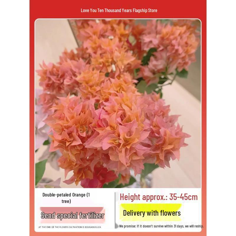 Blooming Tower Kaja Bougainvillea: Potted Indoor Flower Seedlings for Balconies