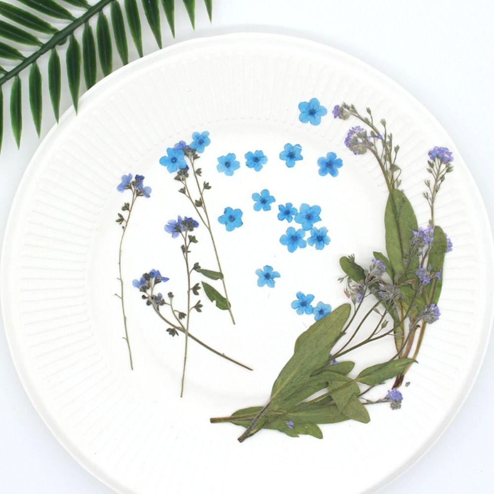 DIY Candle Making Card Jewelry Forget-Me-Not with Stem Pressed Flower Don't Forget Me Dried Flowers