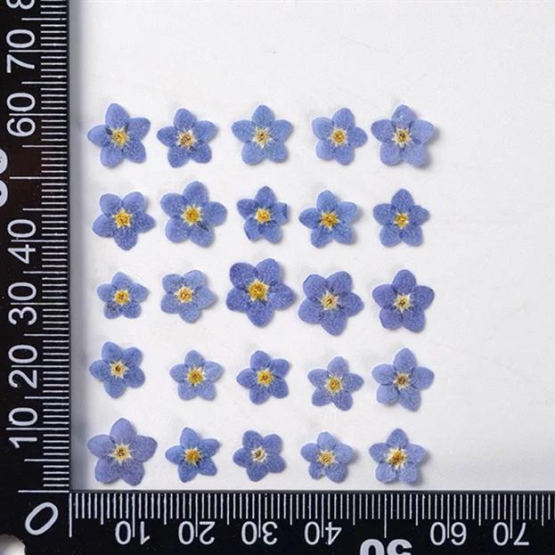 Mini Pressed Forget-Me-Not Flower Pack - Real Dried Flowers for Nail Art & Resin DIY