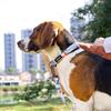Светодиодный ошейник DOGNESS для собак