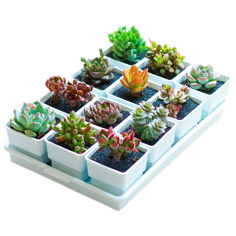 Meishi Root Control Succulent Flower Pot Set with Tray - Creative Resin Seedling Planter