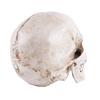 Skull Model Realistic Removable Jawbone Educational Human Skull Model Study Halloween Props Teaching Supplies