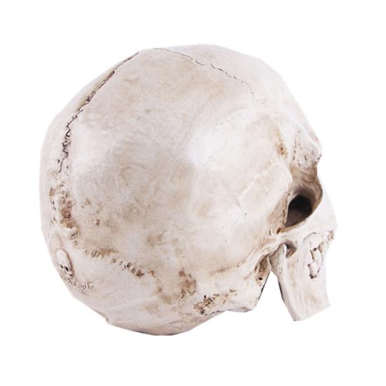 Skull Model Realistic Removable Jawbone Educational Human Skull Model Study Halloween Props Teaching Supplies