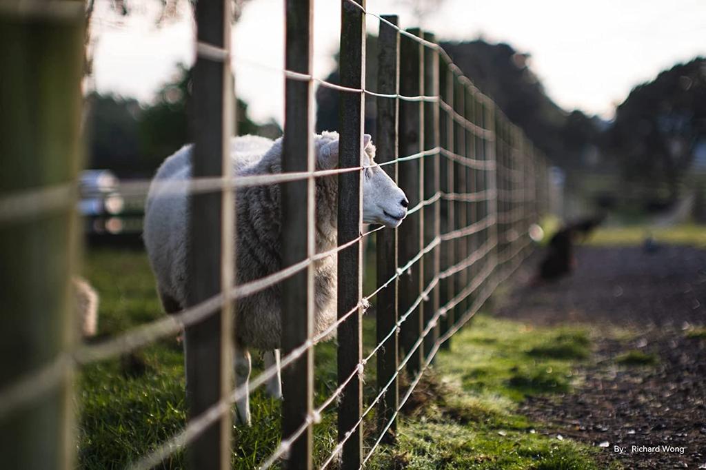 TTArtisan 50mm C L Mount Black x Silver Lens Famous Optics 2 Year Warranty f/0.95 APS-C