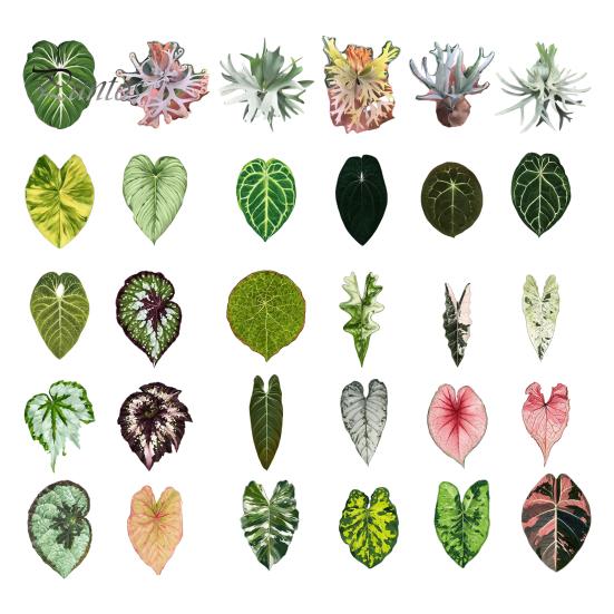Tropical Plant Refrigerator Magnets 3D Plants Magnet, Acrylic Green Decorative Fridge Home Decor Memo Notes Photo Holder for Kitchen Office