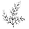Organic Frankincense Oil (Boswellia Carterii) 5